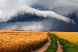 A storm over a cornfield, courtesy of Adobe Stock.