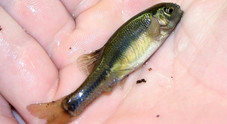 The tiny fathead minnow is capable of handling high temperatures, courtesy of the University of Illinois.