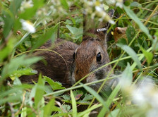 A New England Cottontail hiding in its natural shrubland habitat, courtesy of the U.S. Department of the Interior.