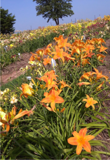 Langston University has developed the sole and largest genetic stock of daylily cultivars, courtesy of Langston University.