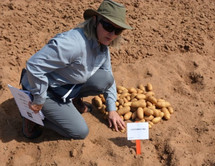 Isabel Vales, Ph.D., Texas A&M AgriLife potato breeder, courtesy of Texas A&M AgriLife’s Kay Ledbetter.