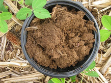 The no-till soils (shown here) contained more soil organic carbon, courtesy of Penn State Extension.