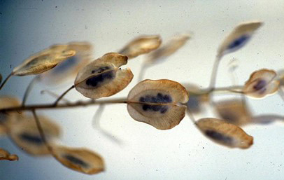 Field pennycress, courtesy of Ohio State Weed Lab/The Ohio State University.