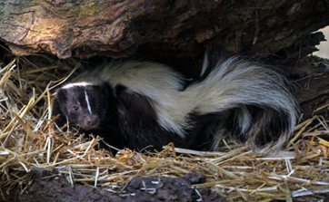 A skunk hides in a burrow, courtesy of University of Illinois.