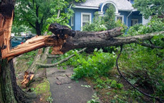 A damaged tree following a hurricane, courtesy of Adobe Stock.