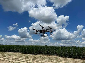 Sprayer drones provide targeted application that saves growers money and time. Photo courtesy of Simer Virk University of Georgia.