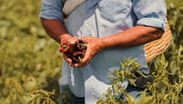 A farmer picks hot peppers, courtesy of Adobe Stock.