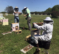 Researchers from the UGA Bee Lab study hives, courtesy of UGA’s Keith Delaplane.