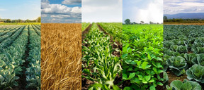 Five different fields of crop, illustrating a complex crop rotation, courtesy of UNH.