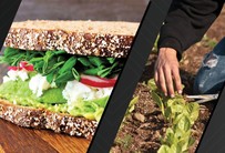 National Sandwich Day LinkedIn image.