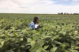 Study author Heng-An Lin studying fungi in soybean field, photo courtesy University of Illinois.