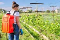 Woman spraying crops from pests, courtesy of Adobe Stock.