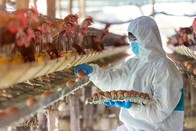 Worker in egg farm inspects eggs, courtesy of Adobe Stock.
