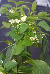 A flowering pepper banker plant, courtesy of University of Florida.