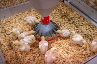 Young broiler chickens at a feeder, photo courtesy of Iowa State University.