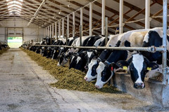 Dairy cattle eating. Image courtesy of Adobe Stock.