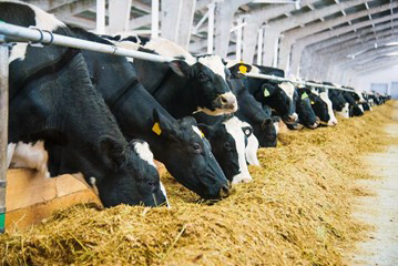 Cows in a dairy farm. Courtesy of Adobe Stock.