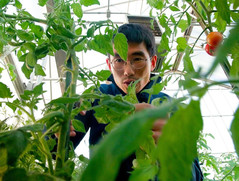 A University of Connecticut doctoral student examines his plants. Photo courtesy of the University of Connecticut.