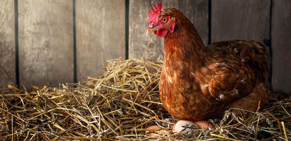  A hen lays on her eggs on hay, courtesy of Adobe Stock.