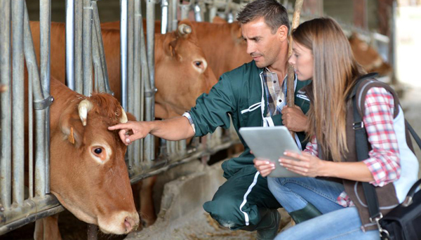 Veterinarians examining cows, courtesy of Adobe Stock.