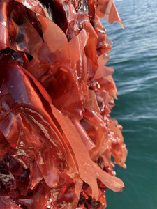 Dulse, a red seaweed, grown by Springtide Seaweed. Photo courtesy of Sarah Redmond.