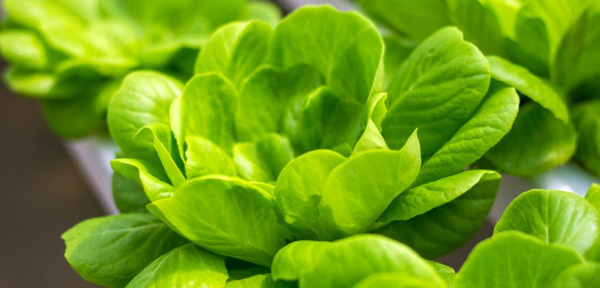 Closeup of a head of green lettuce, courtesy of Pixabay, Anderson Fernandes.