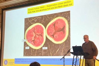 Gordon Johnson reviews research on watermelons. Courtesy of University of Delaware.