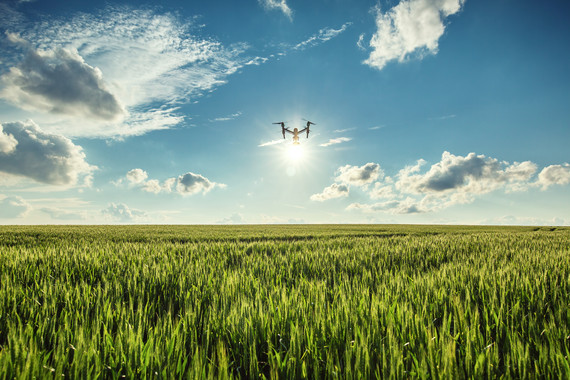 Drone flying over a wheat field