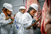 FVSU’s Meat Judging Team practices their judging skills in the Meat Technology Center. By Latasha Ford, FVSU.  