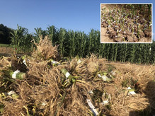 Researchers dug up and cleaned thousands of corn plant the roots to analyze their phenotypes. Courtesy of Penn State University.