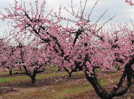 Peach orchard at Clemson University’s Musser Fruit Research Center. Image courtesy of Clemson University.