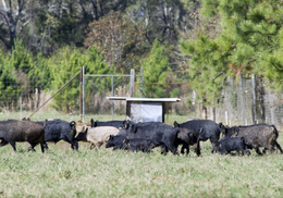 Feral hogs run through a field. Image courtesy of LSU AgCenter. 