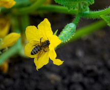 Bee on cucumber flower. Image courtesy of Adobe Stock.