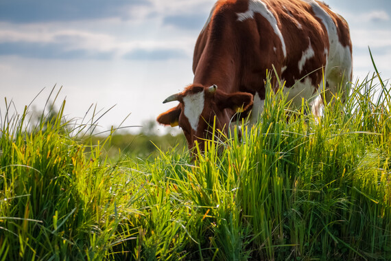 Cow grazing in pasture