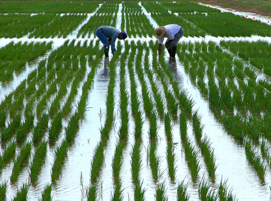 Rice breeding stock. Image courtesy of LSU AgCenter.
