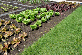 Multiple varieties of lettuce growing in a home garden. Image courtesy of Adobe Stock.