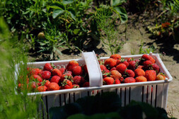 Basket of fresh strawberries. Image courtesy of Adobe Stock.