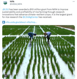 Tweet of the Week April 26 2023 LSU rice farming