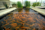 Aquaculture fish farming at the University of Arizona Environmental Research Laboratory. Courtesy of the University of Arizona.