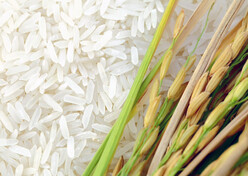 Rice and stalks. Courtesy of Adobe Stock.