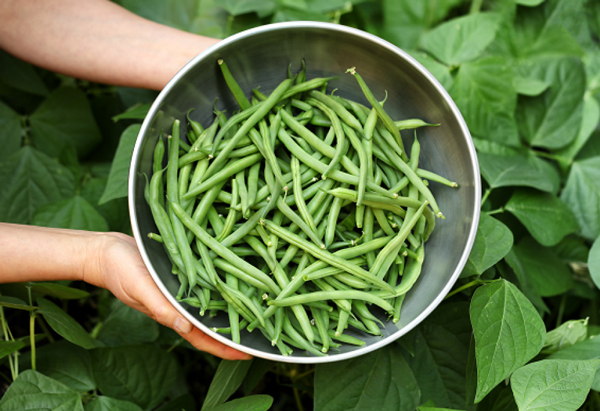 Green beans, courtesy of Adobe Stock.