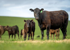 Beef cattle, courtesy of Adobe Stock.