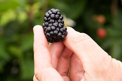 blackberry genome photo by U of A System Division of Agriculture photo by Fred Miller
