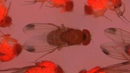 NC State researchers used a florescent protein to mark the genetic changes to spotted-wing Drosophila. Image courtesy of NC State. 