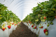 UC Eclipse cultivar in hoop house. Image courtesy of UC-Davis
