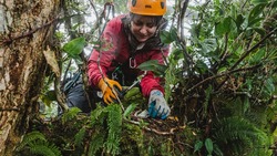 USU ecologist Jessica Murray studies soil canopies in Costa Rica. Photo credit: Mario Molina