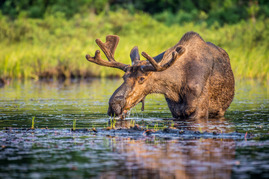 Moose eating lily pads. Image courtesy of Adobe Stock.