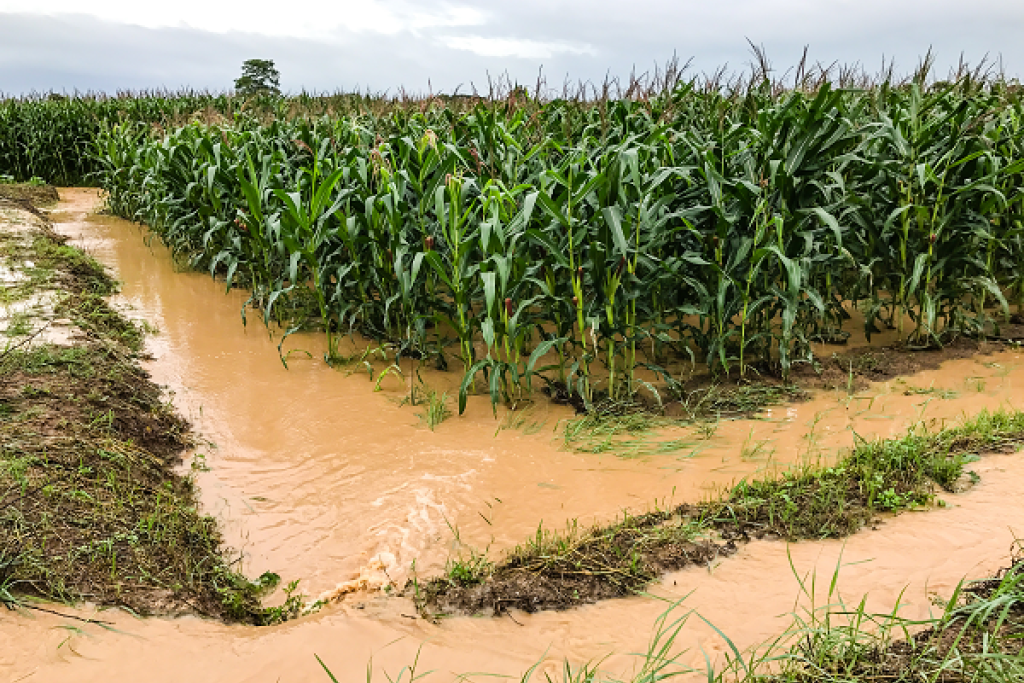 Flooding in a corn field.  Image courtesy of Adobe Stock