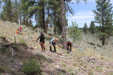 Oregon State University (OSU) field crew collects data in the Malheur National Forest. Photo courtesy of James Johnston, OSU. 