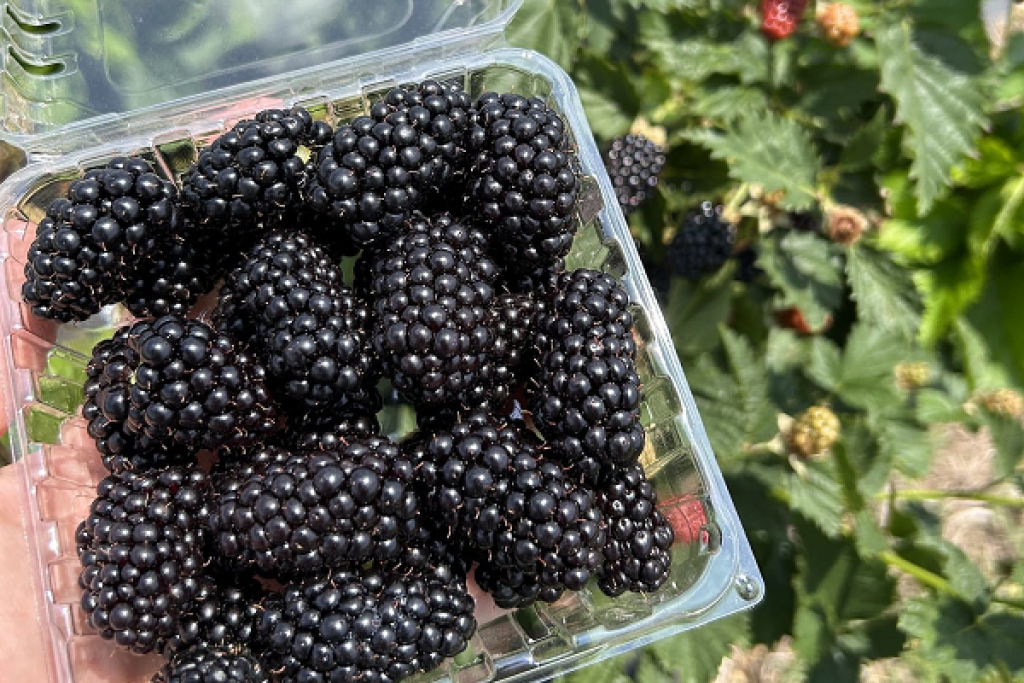 Arkansas researchers are working to improve blackberry breeding for consumer preference. (University of Arkansas System Division of Agriculture photo)